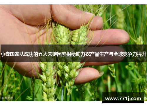 小麦国家队成功的五大关键因素揭秘助力农产品生产与全球竞争力提升